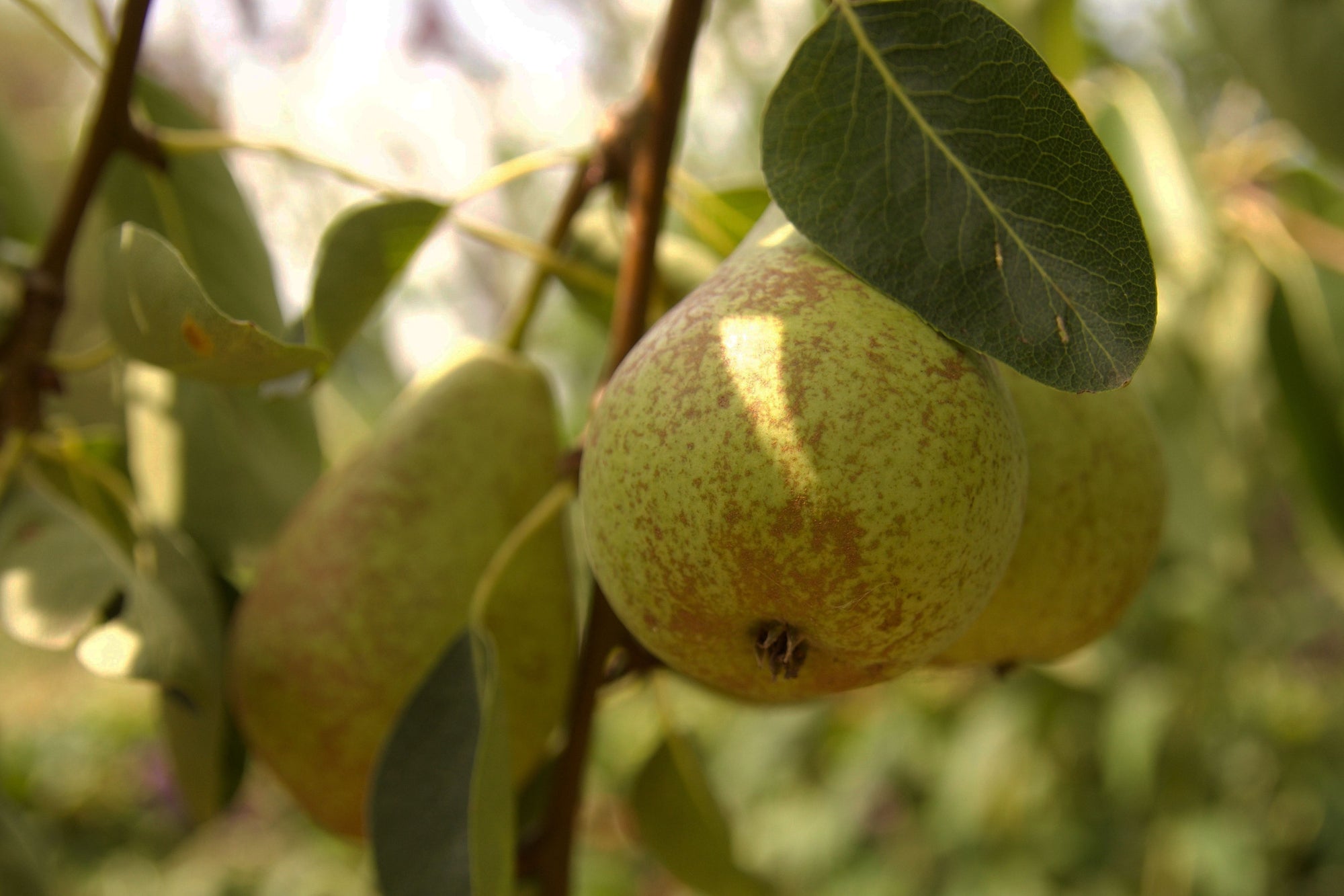 pear tree for english garden fragrance