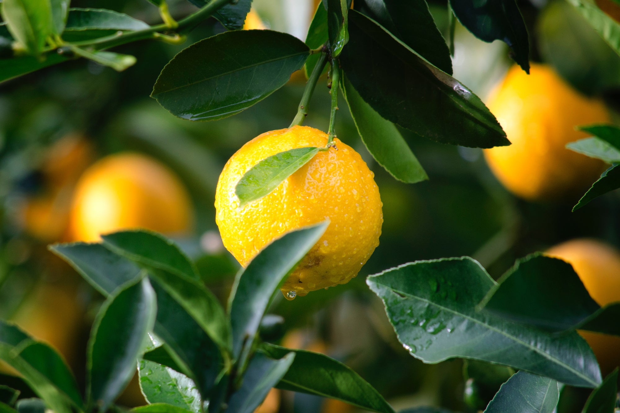 lemon tree sicilian lemon fragrance